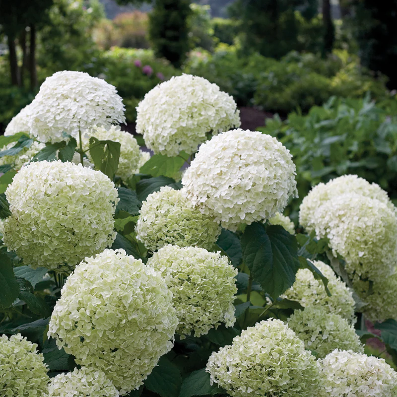 Incrediball® Smooth Hydrangea - Image 2