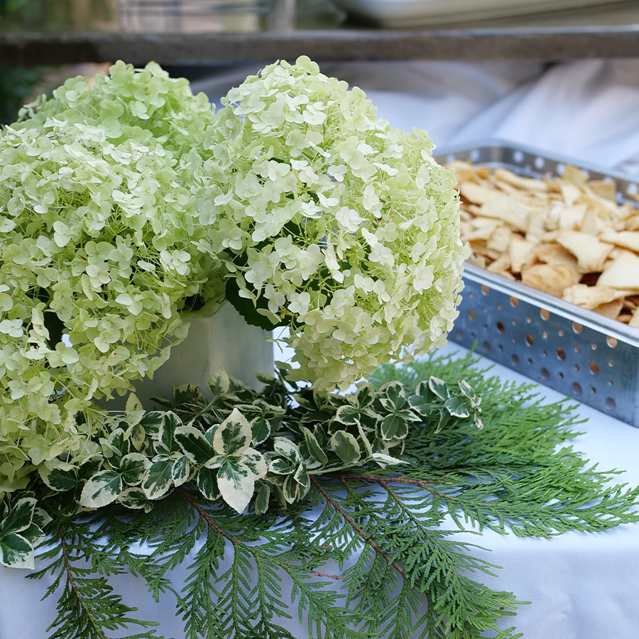 Incrediball® Smooth Hydrangea - Image 4