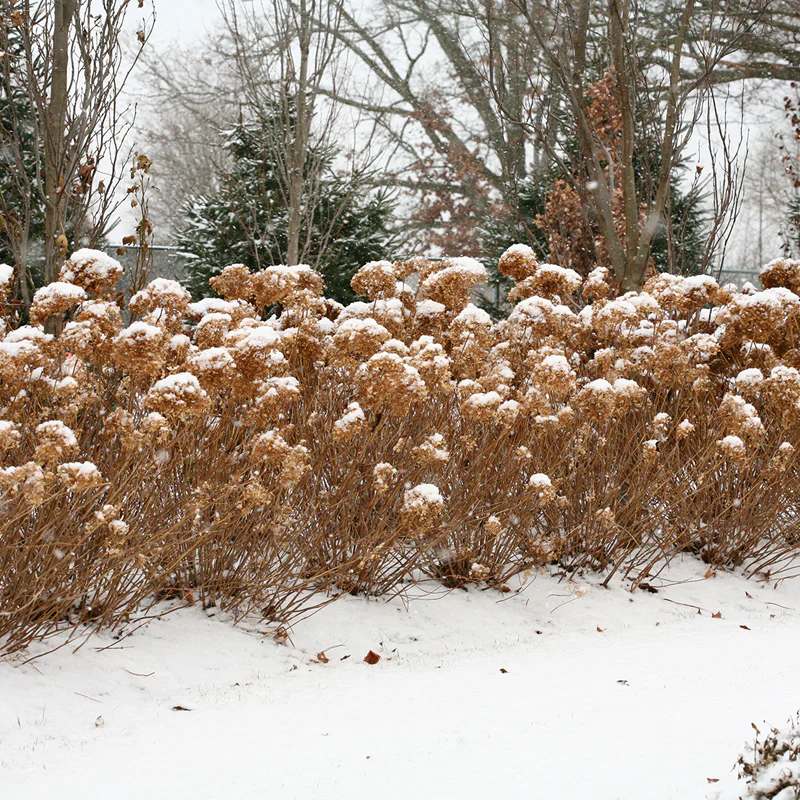Incrediball® Smooth Hydrangea - Image 6