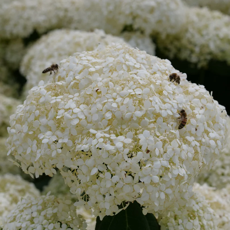 Incrediball Storm Proof™ Smooth Hydrangea - Image 3