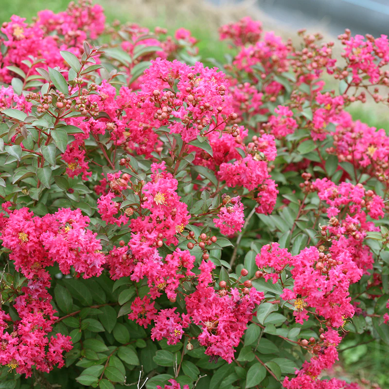 Infinitini Watermelon® Crapemyrtle - Image 2