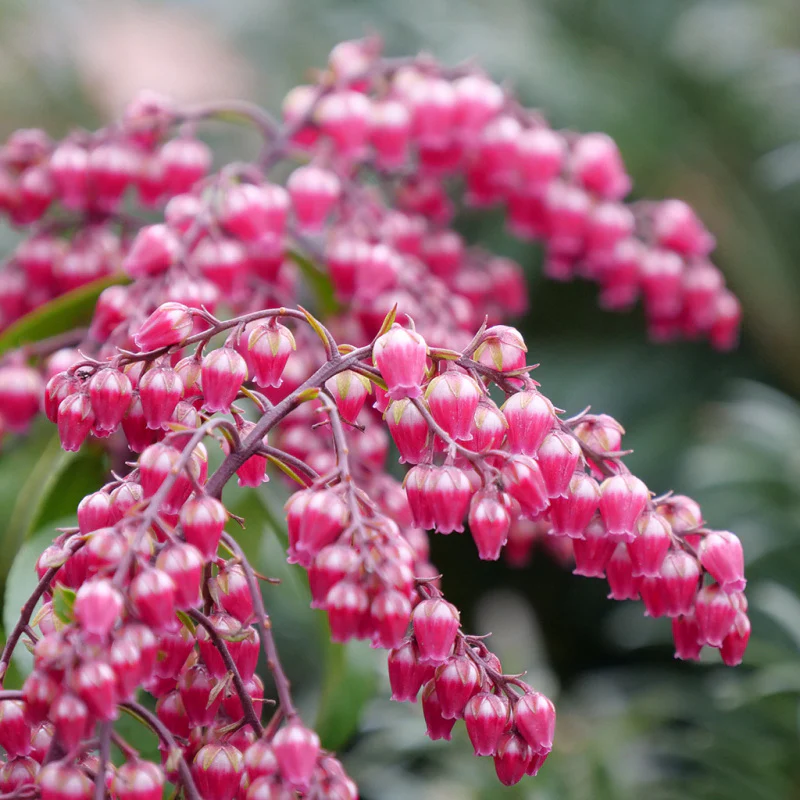 Interstella® Lily-of-the-Valley Shrub (Pieris) - Image 5