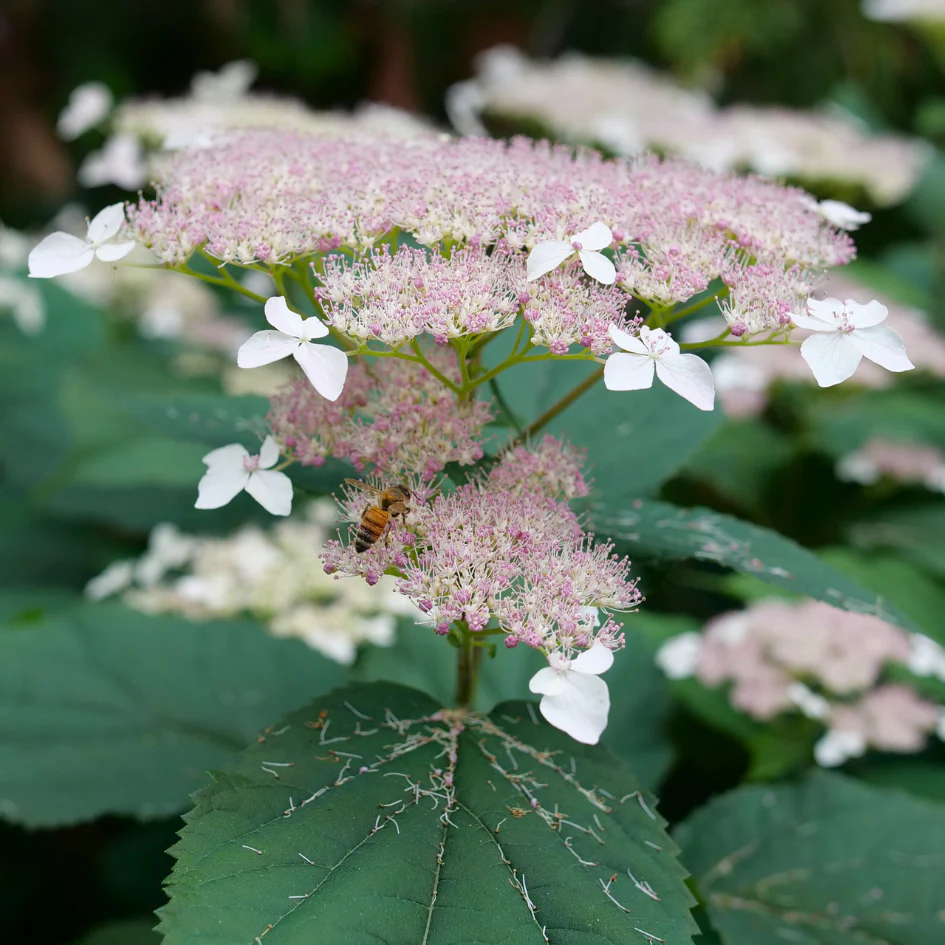 Invincibelle Lace⢠Smooth Hydrangea
