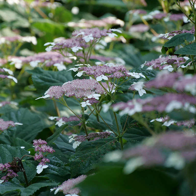 Invincibelle Lace⢠Smooth Hydrangea - Image 2