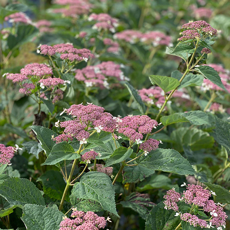 Invincibelle Lace⢠Smooth Hydrangea - Image 3