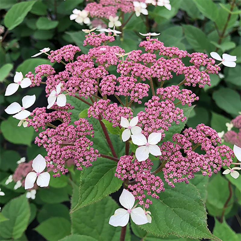 Invincibelle Lace⢠Smooth Hydrangea - Image 4