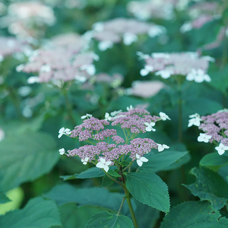Invincibelle Lace⢠Smooth Hydrangea - Image 5