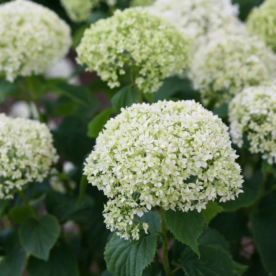 Invincibelle Limetta® Smooth Hydrangea - Image 2