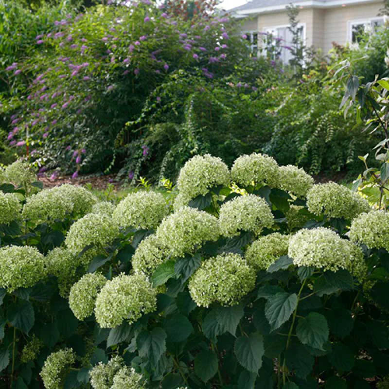 Invincibelle Limetta® Smooth Hydrangea - Image 4