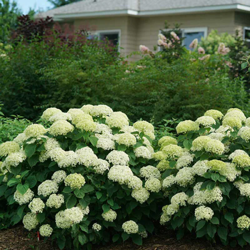 Invincibelle Limetta® Smooth Hydrangea - Image 7