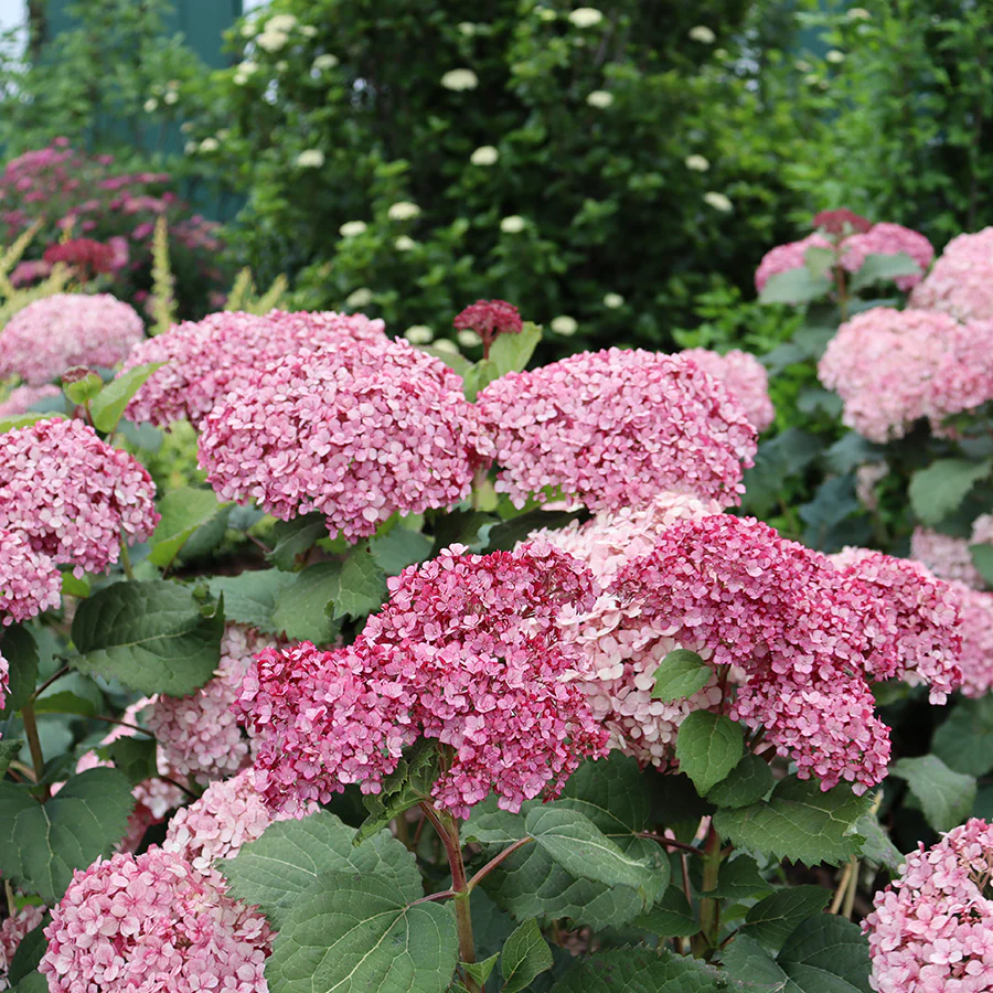 Invincibelle Mini MauvetteĀ® Smooth Hydrangea