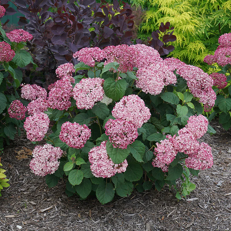 Invincibelle Mini MauvetteĀ® Smooth Hydrangea - Image 2