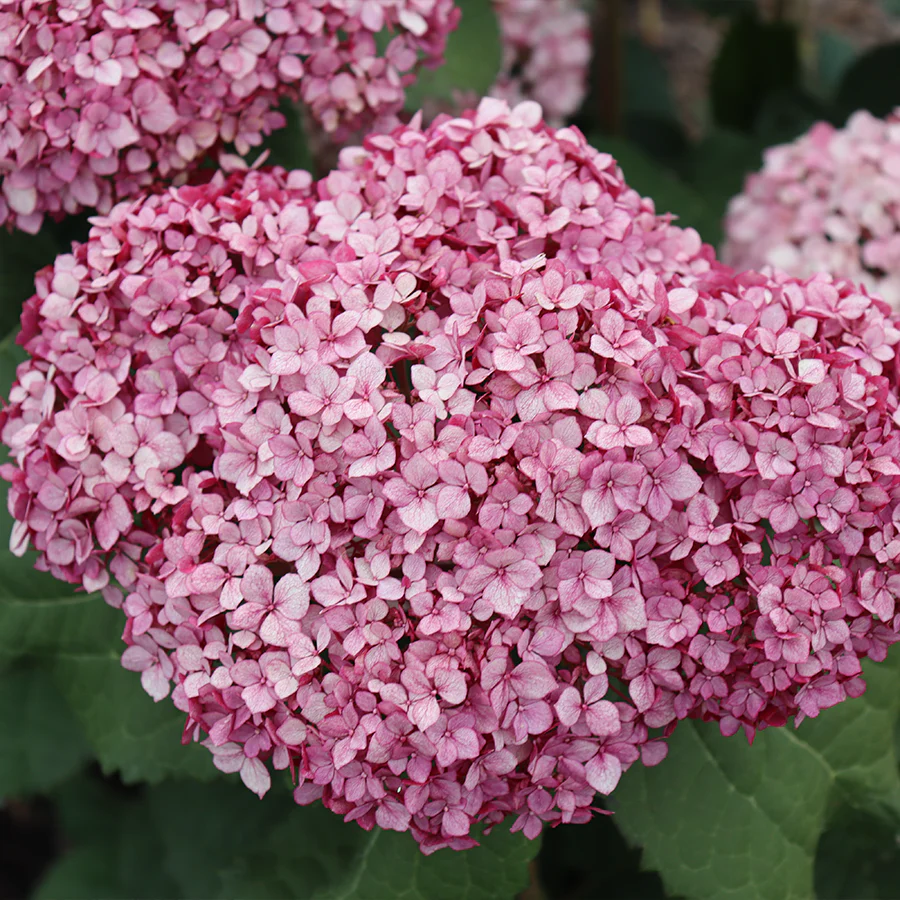 Invincibelle Mini MauvetteĀ® Smooth Hydrangea - Image 3