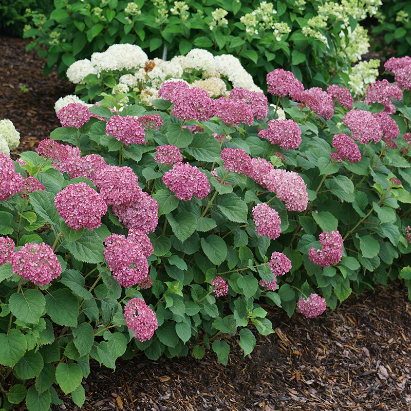 Invincibelle Mini MauvetteĀ® Smooth Hydrangea - Image 4