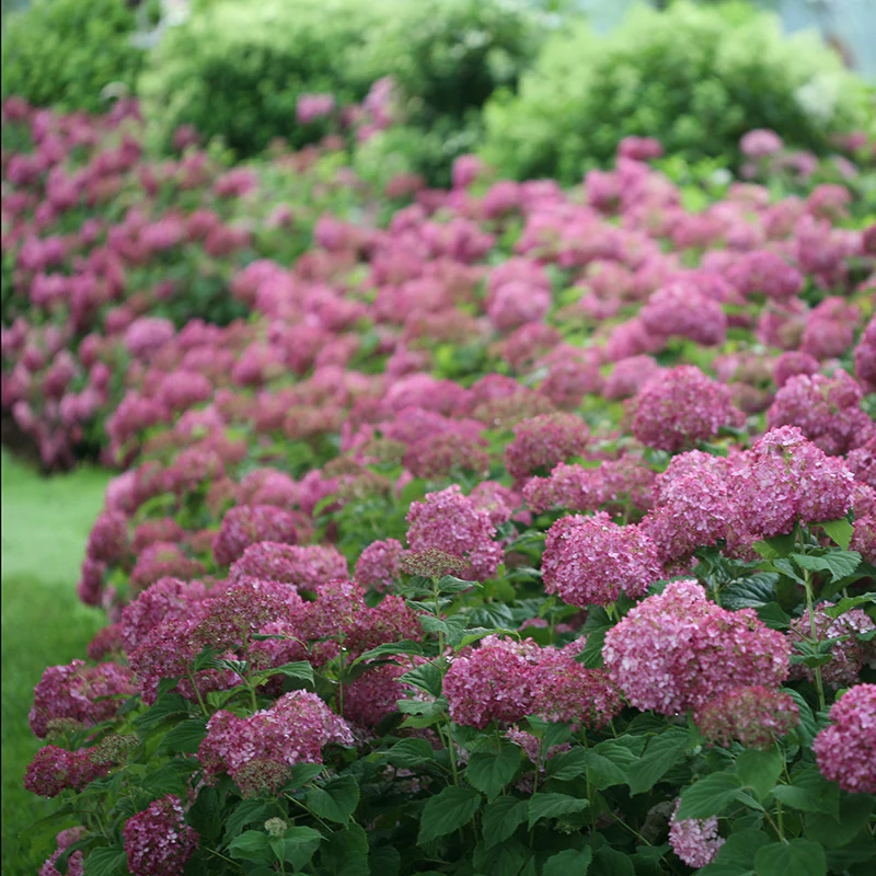 Invincibelle Mini MauvetteĀ® Smooth Hydrangea - Image 5