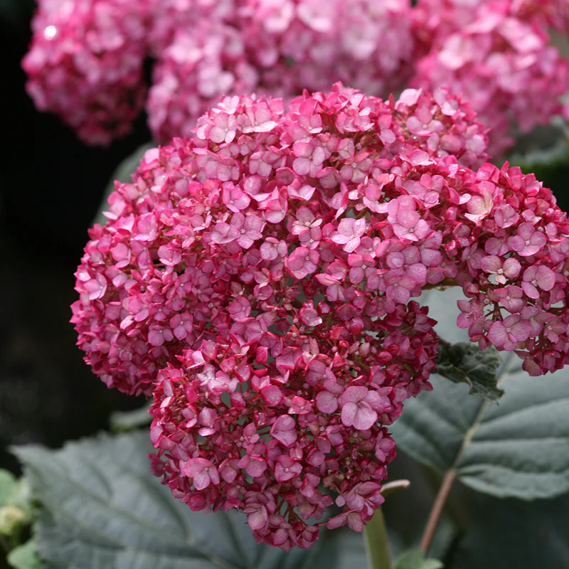 Invincibelle® Ruby Smooth Hydrangea - Image 3