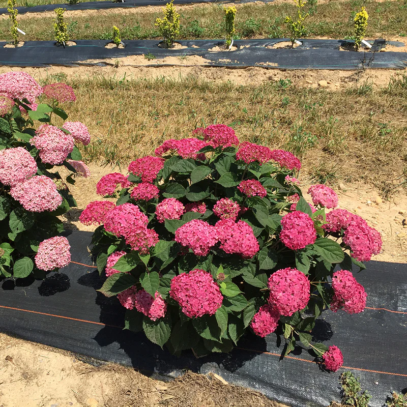 Invincibelle® Ruby Smooth Hydrangea - Image 7