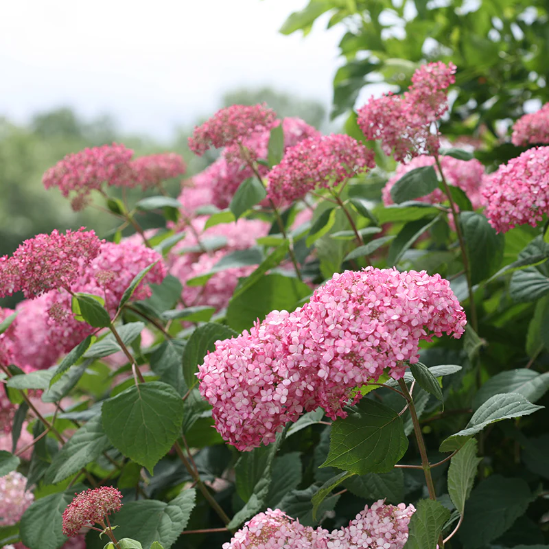 Invincibelle Spirit® II Smooth Hydrangea - Image 4
