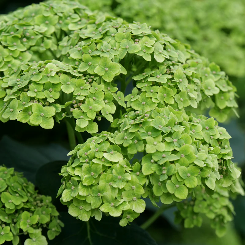 Invincibelle Sublime™ Smooth Hydrangea - Image 2