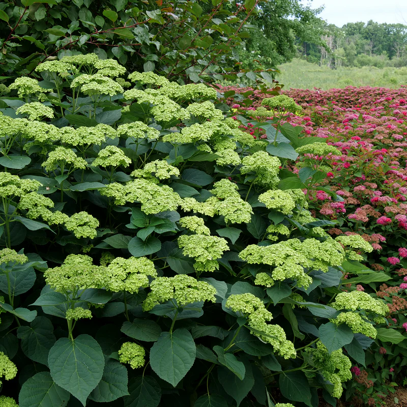 Invincibelle Sublime™ Smooth Hydrangea - Image 3