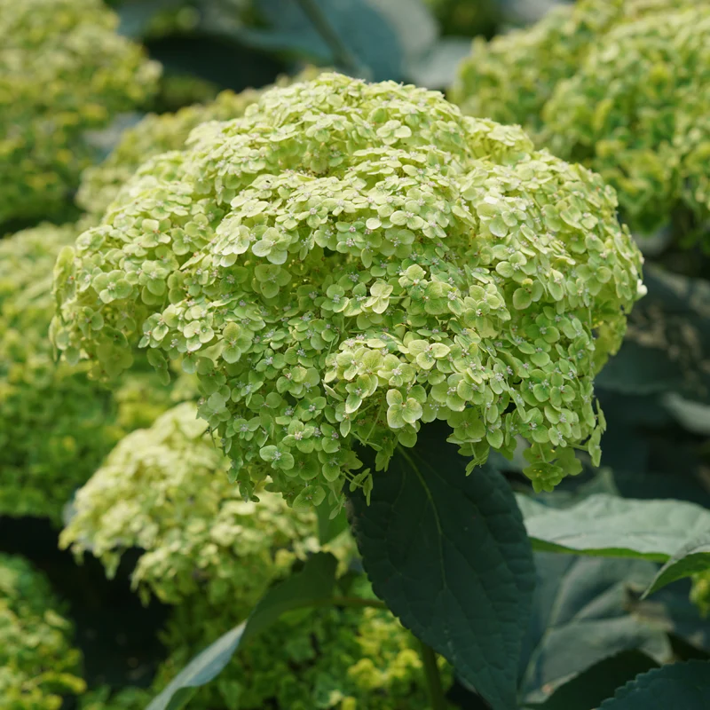 Invincibelle Sublime™ Smooth Hydrangea - Image 4