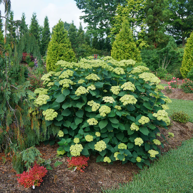 Invincibelle Sublime™ Smooth Hydrangea - Image 5