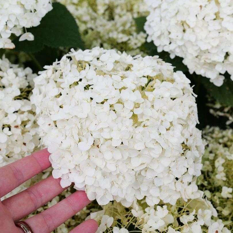 Invincibelle Wee White® 2.0 Smooth Hydrangea - Image 2