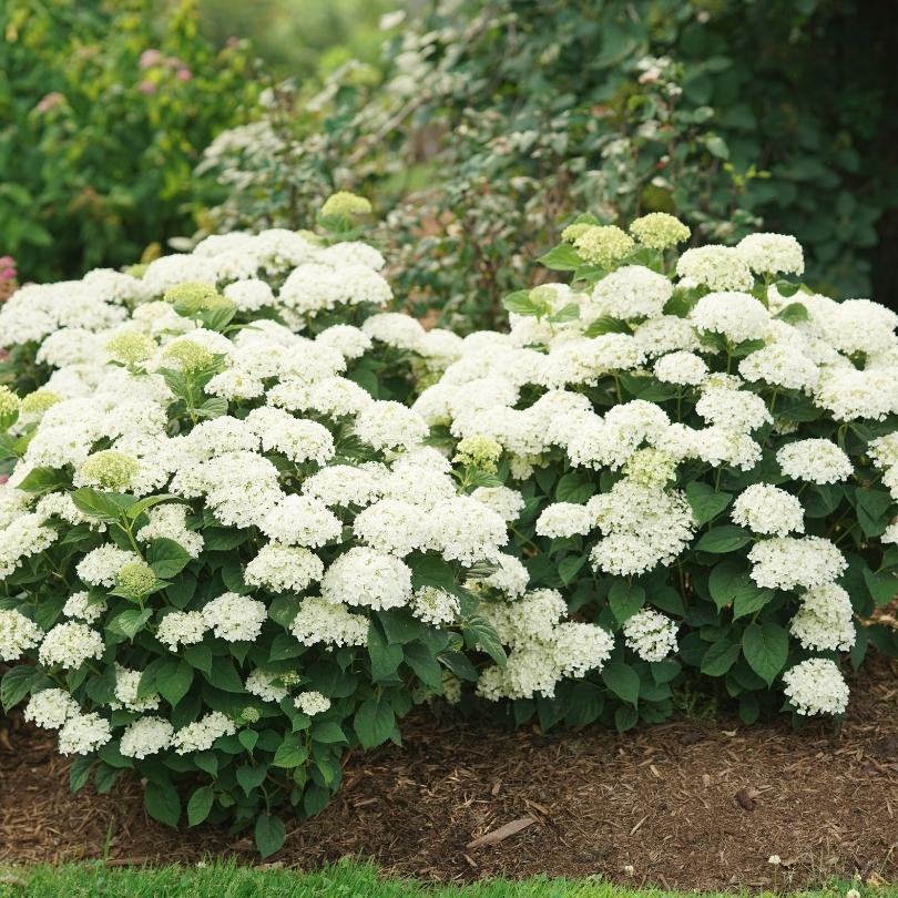 Invincibelle Wee White® 2.0 Smooth Hydrangea - Image 3