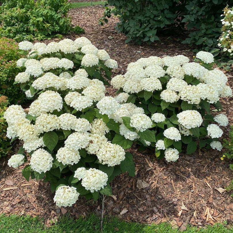 Invincibelle Wee White® 2.0 Smooth Hydrangea - Image 4