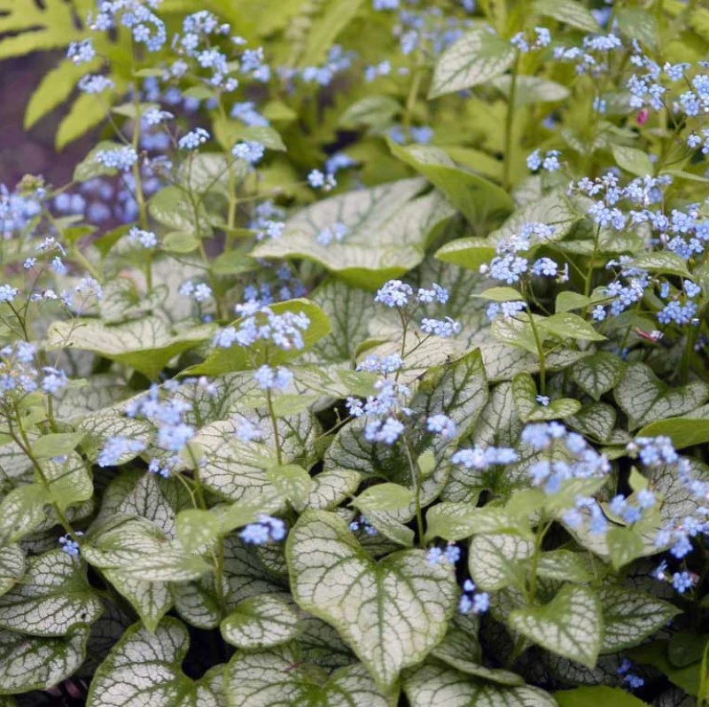 'Jack Frost' Siberian Bugloss (Brunnera)