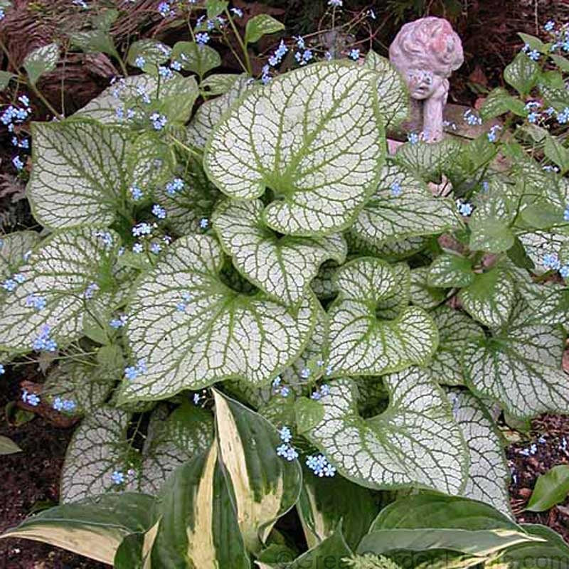 'Jack Frost' Siberian Bugloss (Brunnera) - Image 2