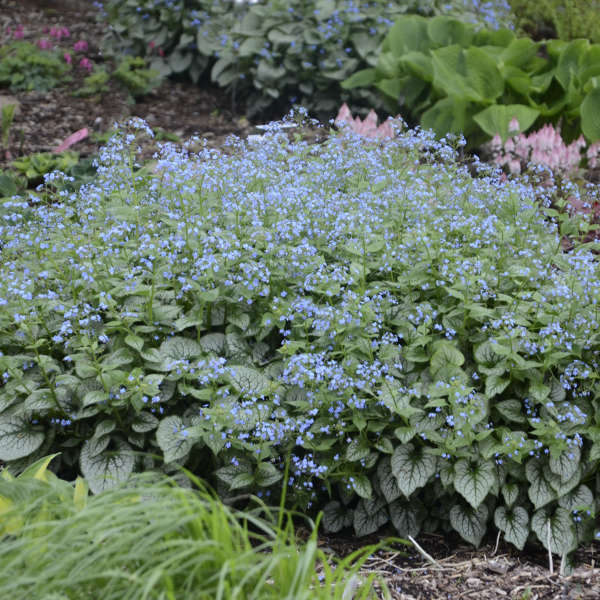 'Jack Frost' Siberian Bugloss (Brunnera) - Image 3