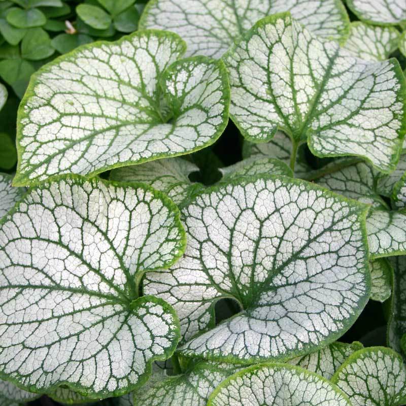 'Jack Frost' Siberian Bugloss (Brunnera) - Image 4