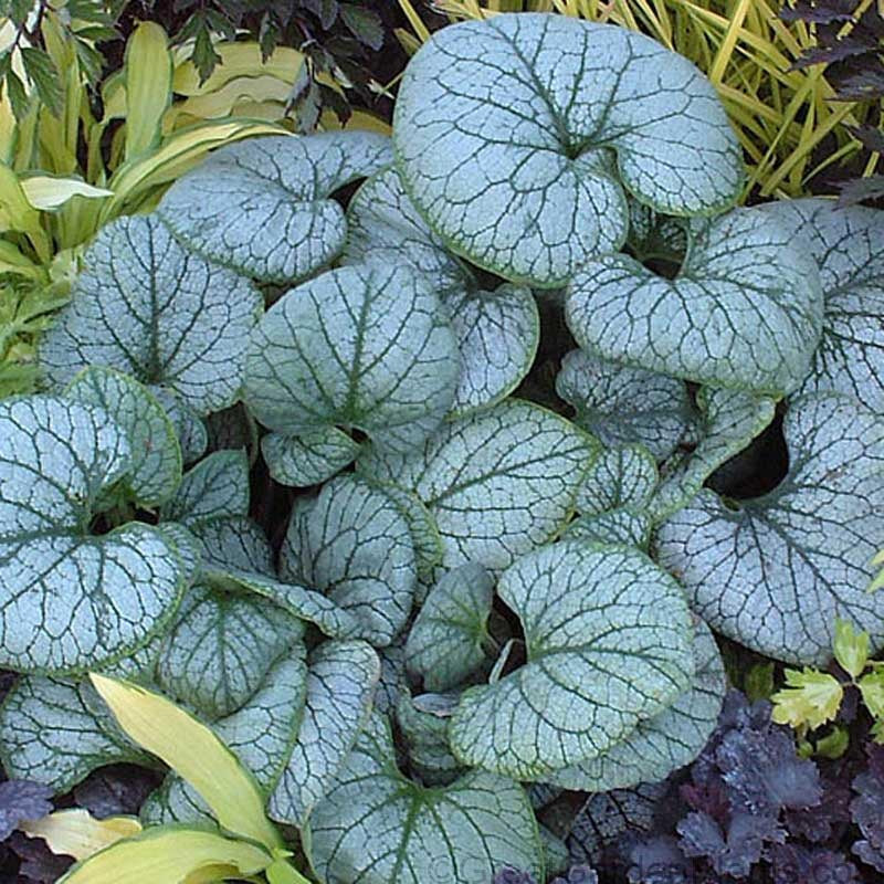 'Jack Frost' Siberian Bugloss (Brunnera) - Image 5