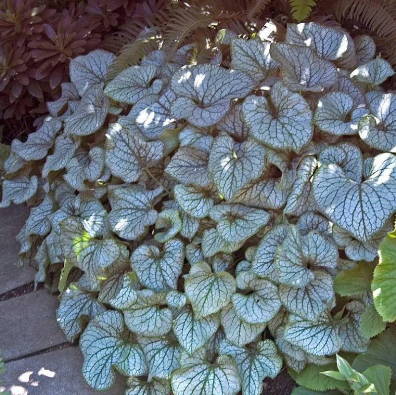 'Jack Frost' Siberian Bugloss (Brunnera) - Image 6