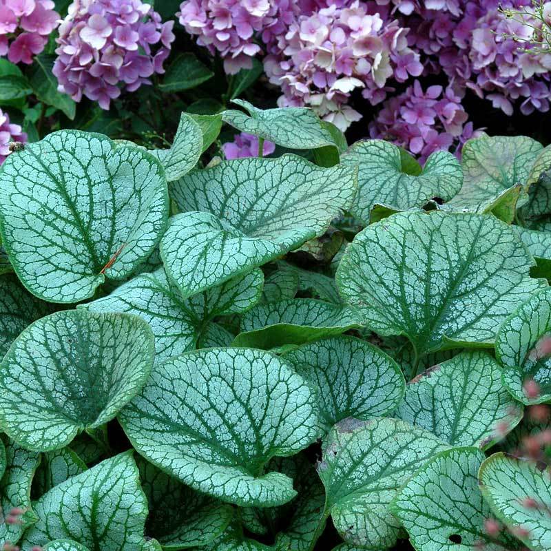 'Jack Frost' Siberian Bugloss (Brunnera) - Image 7