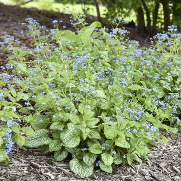'Jack of Diamonds' Siberian Bugloss (Brunnera)