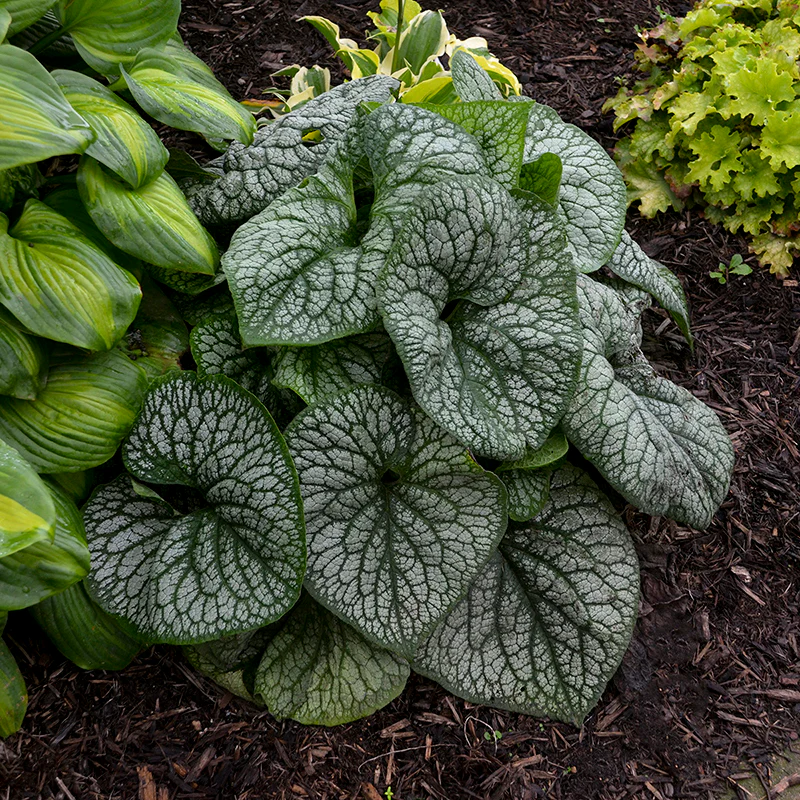 'Jack of Diamonds' Siberian Bugloss (Brunnera) - Image 2