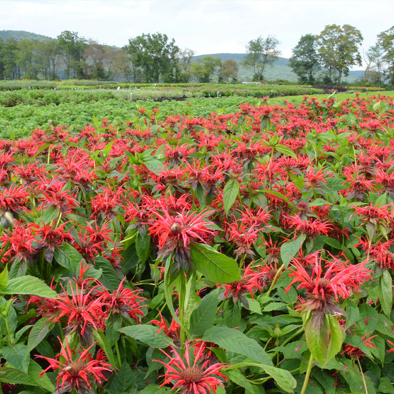 'Jacob Cline' Bee Balm (Monarda) - Image 2