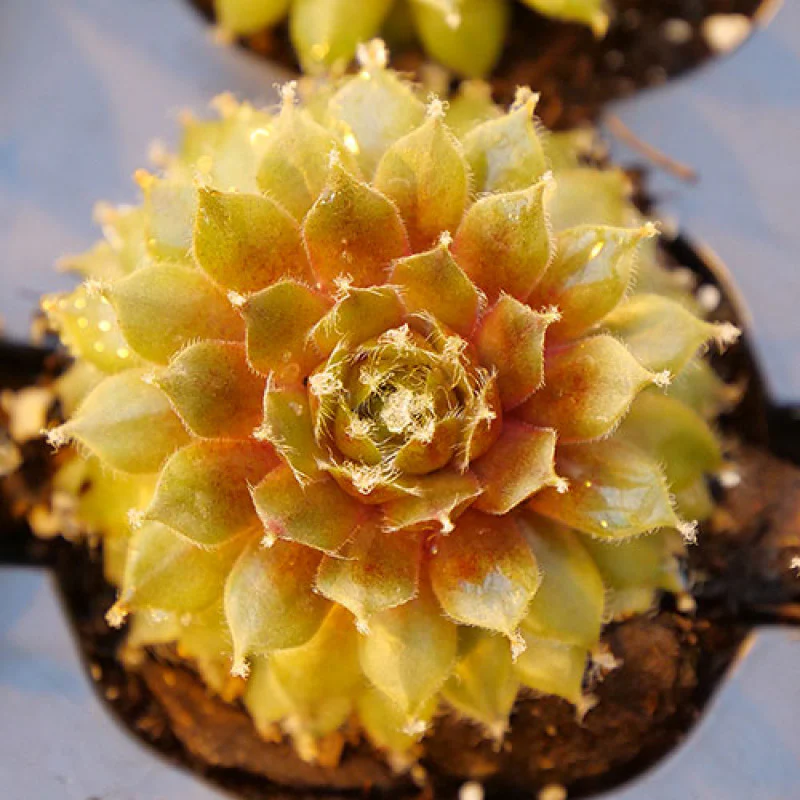 'Jade Rose' Hens & Chicks - Image 2