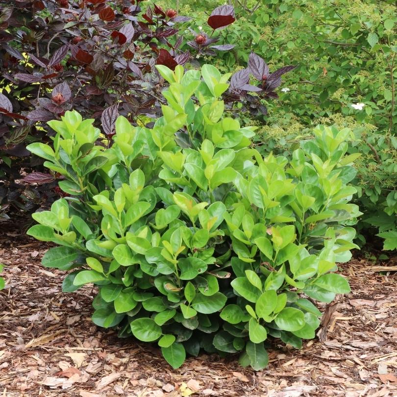 Jade Turtle™ Cherry Laurel (Prunus) - Image 3