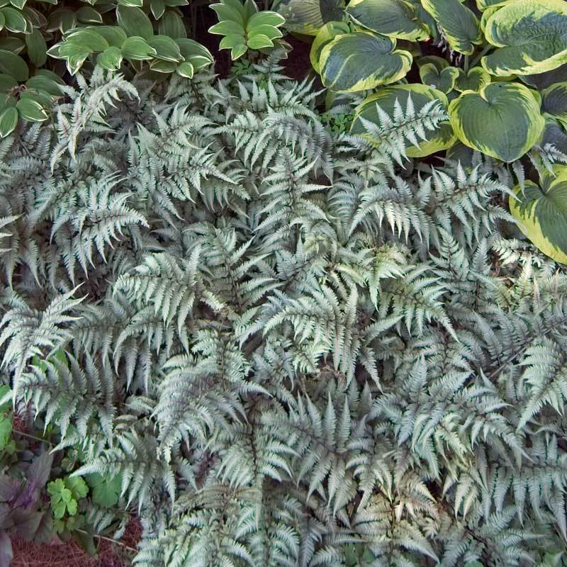 Japanese Painted Fern (Athyrium) - Image 4