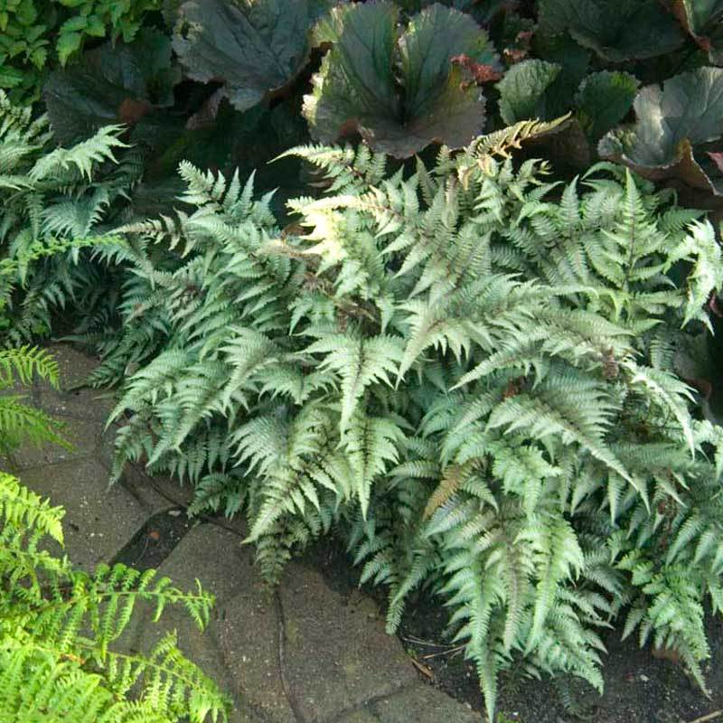 Japanese Painted Fern (Athyrium) - Image 5