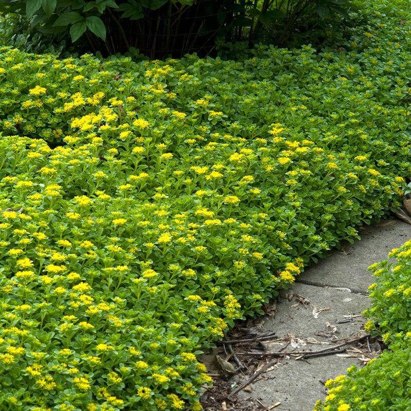 Japanese Stonecrop (Sedum ellacombianum)