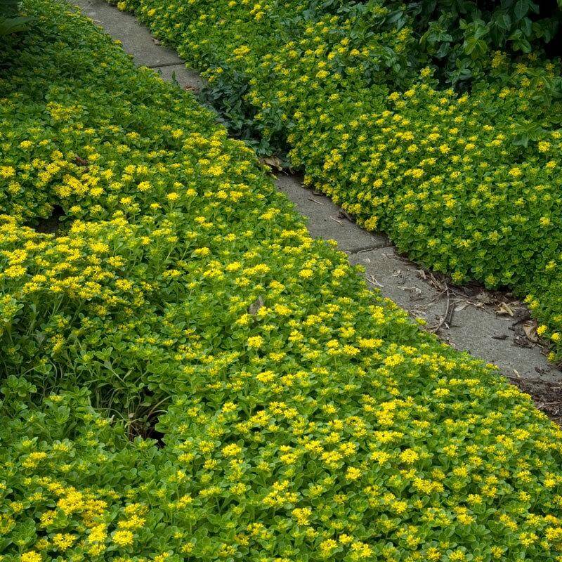 Japanese Stonecrop (Sedum ellacombianum) - Image 4
