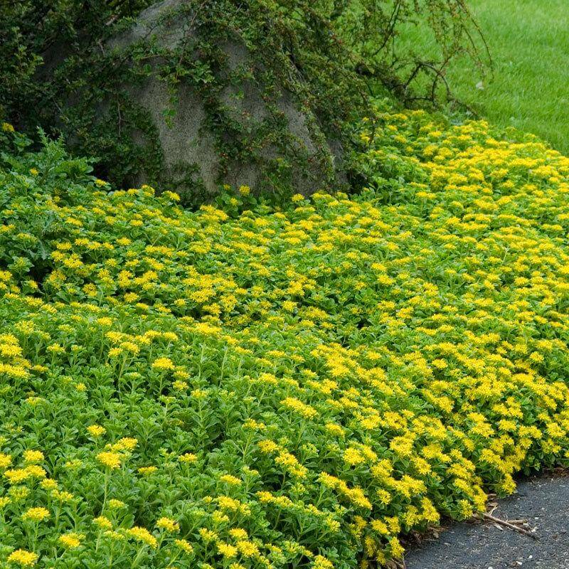 Japanese Stonecrop (Sedum ellacombianum) - Image 6
