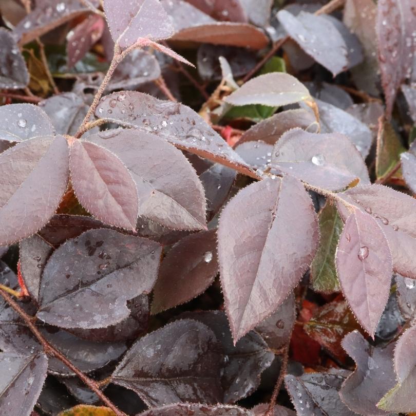 Jazz Hands® Velvet Chinese Fringe-Flower (Loropetalum) - Image 4