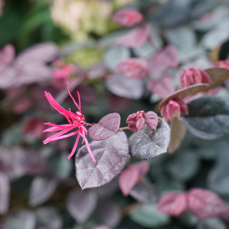 Jazz Hands Bold® Chinese Fringe-Flower (Loropetalum) - Image 2