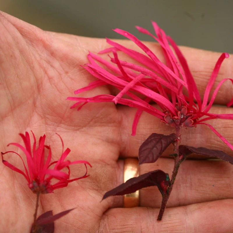 Jazz Hands Bold® Chinese Fringe-Flower (Loropetalum) - Image 3