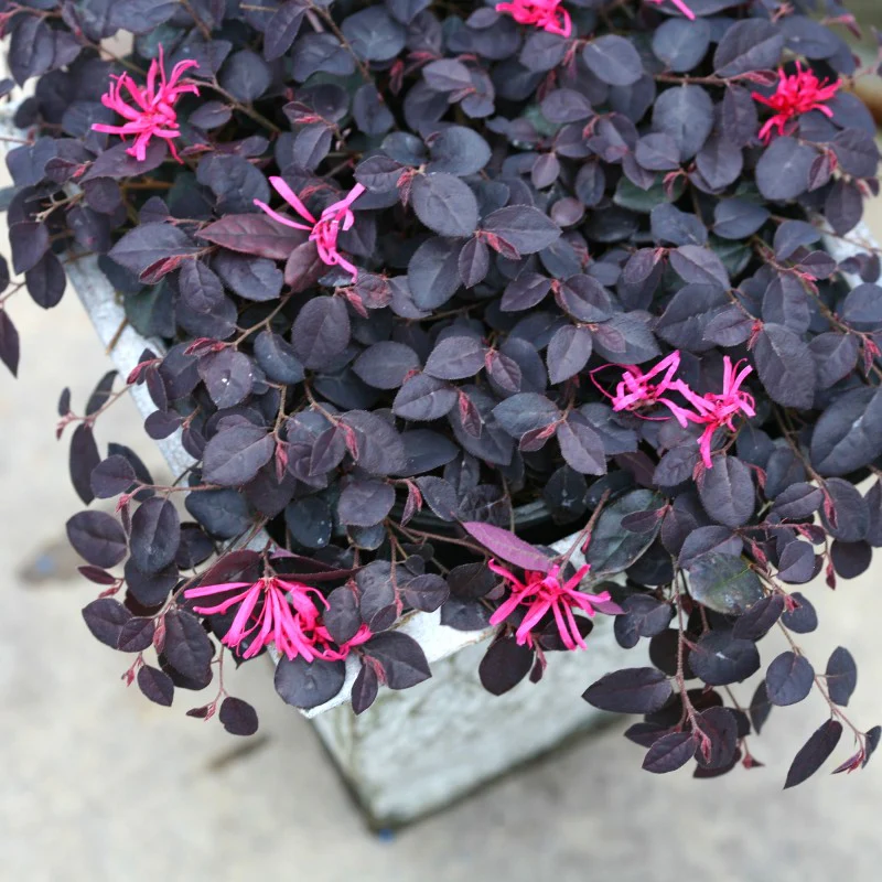 Jazz Hands Mini® Chinese Fringe-Flower (Loropetalum) - Image 2